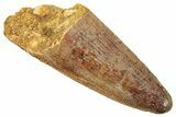Cretaceous Fossil Crocodile Tooth - Morocco #245128-1